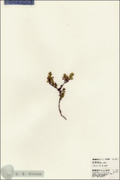 URN_catalog_HBHinton_herbarium_24491.jpg.jpg