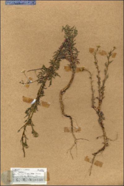 URN_catalog_HBHinton_herbarium_18817.jpg.jpg