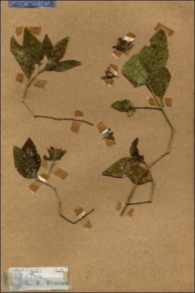 URN_catalog_HBHinton_herbarium_17719.jpg.jpg