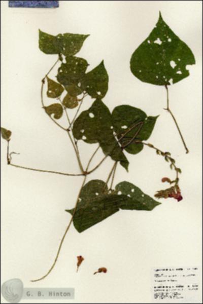 URN_catalog_HBHinton_herbarium_24602.jpg.jpg