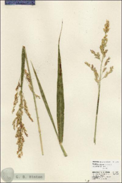 URN_catalog_HBHinton_herbarium_24212.jpg.jpg