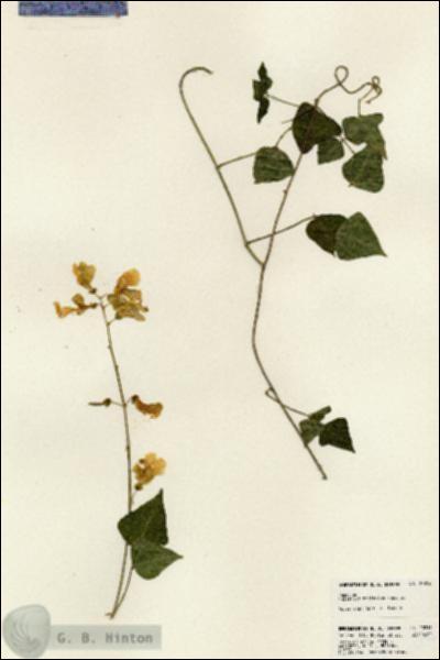 URN_catalog_HBHinton_herbarium_23816.jpg.jpg