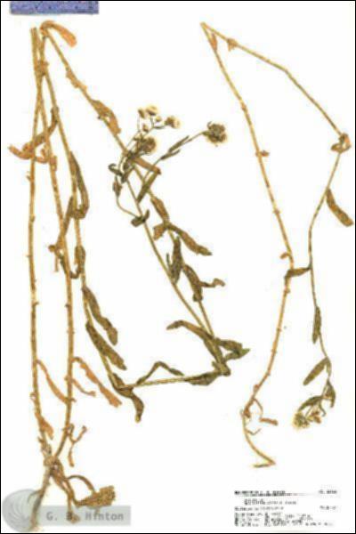 URN_catalog_HBHinton_herbarium_22123.jpg.jpg