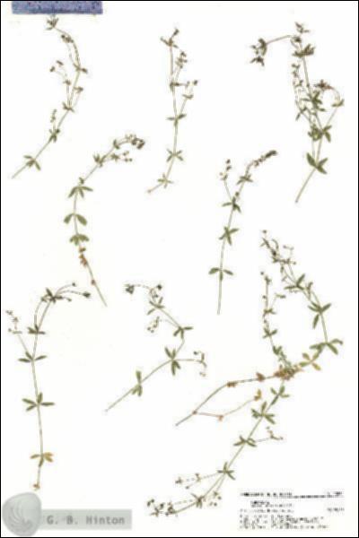 URN_catalog_HBHinton_herbarium_20262.jpg.jpg
