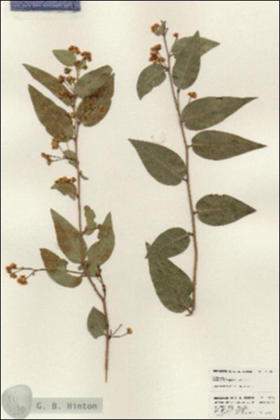 URN_catalog_HBHinton_herbarium_25200.jpg.jpg