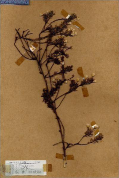URN_catalog_HBHinton_herbarium_19040.jpg.jpg