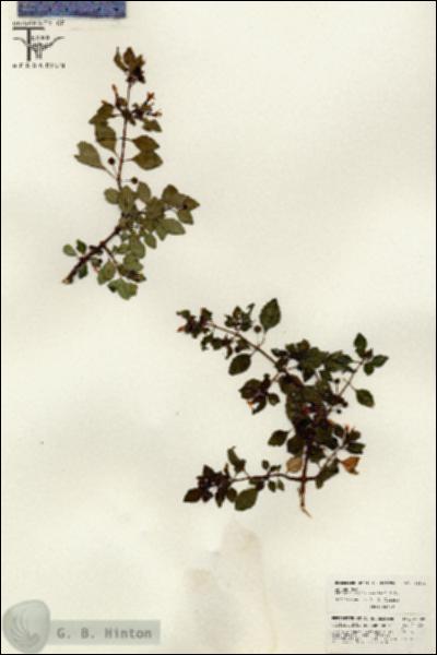 URN_catalog_HBHinton_herbarium_26508.jpg.jpg