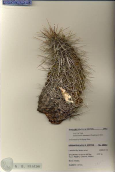 URN_catalog_HBHinton_herbarium_28362.jpg.jpg