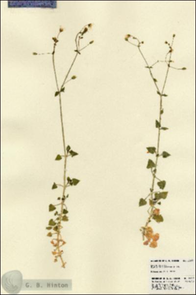 URN_catalog_HBHinton_herbarium_22669.jpg.jpg