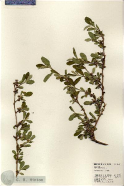 URN_catalog_HBHinton_herbarium_24221.jpg.jpg