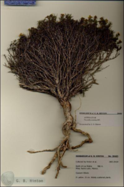 URN_catalog_HBHinton_herbarium_28403.jpg.jpg