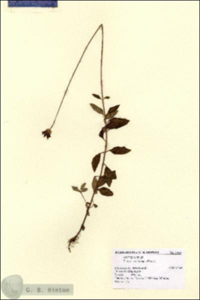 URN_catalog_HBHinton_herbarium_2363.jpg.jpg