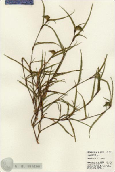 URN_catalog_HBHinton_herbarium_24743.jpg.jpg