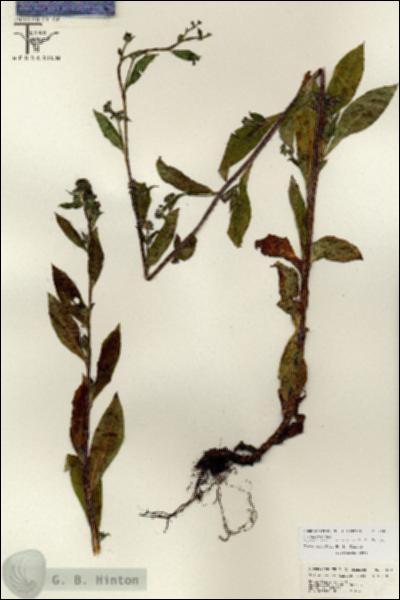 URN_catalog_HBHinton_herbarium_26817.jpg.jpg