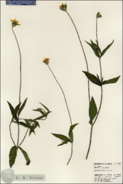 URN_catalog_HBHinton_herbarium_24483.jpg.jpg