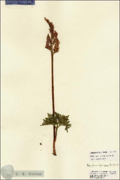 URN_catalog_HBHinton_herbarium_22218.jpg.jpg