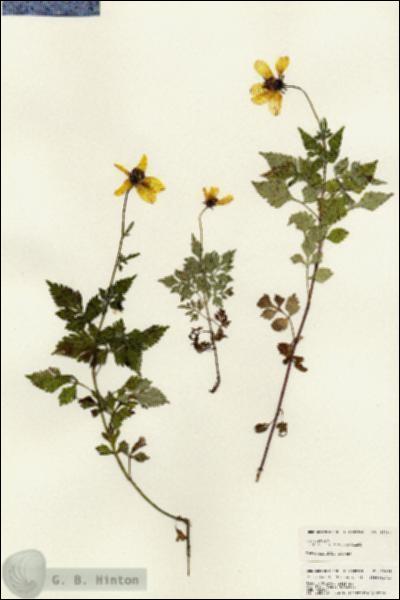 URN_catalog_HBHinton_herbarium_25088.jpg.jpg
