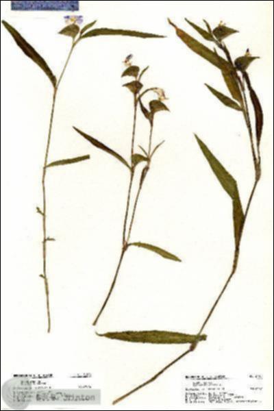 URN_catalog_HBHinton_herbarium_21104.jpg.jpg