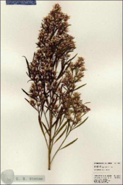 URN_catalog_HBHinton_herbarium_23398.jpg.jpg