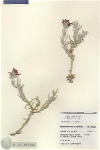 URN_catalog_HBHinton_herbarium_28363.jpg.jpg