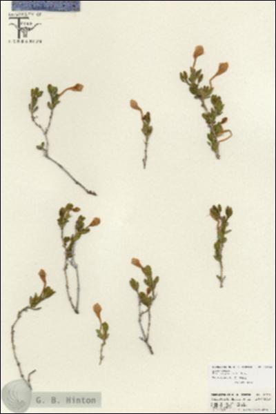 URN_catalog_HBHinton_herbarium_25796.jpg.jpg