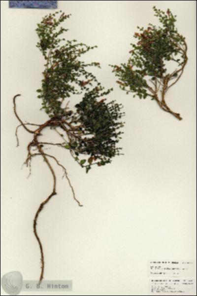 URN_catalog_HBHinton_herbarium_24643.jpg.jpg