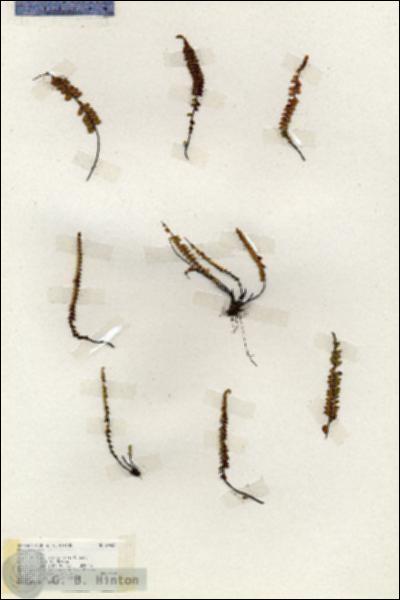 URN_catalog_HBHinton_herbarium_19403.jpg.jpg