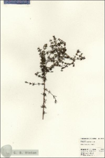 URN_catalog_HBHinton_herbarium_23373.jpg.jpg