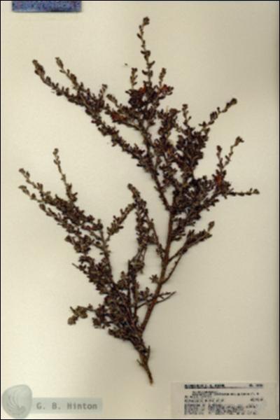 URN_catalog_HBHinton_herbarium_19750.jpg.jpg