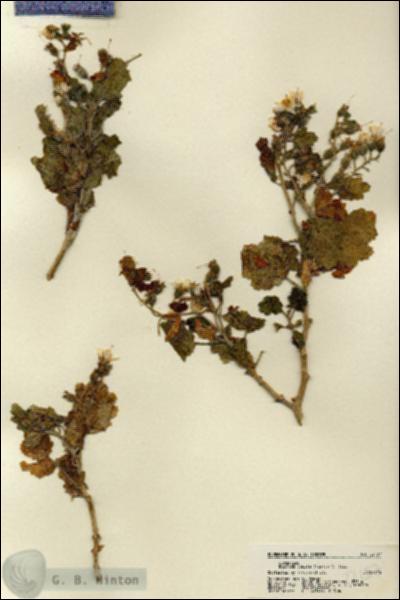 URN_catalog_HBHinton_herbarium_22157.jpg.jpg