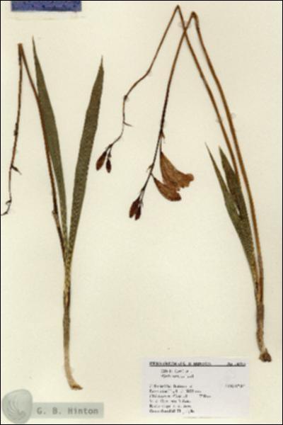 URN_catalog_HBHinton_herbarium_14383.jpg.jpg