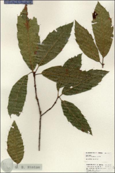 URN_catalog_HBHinton_herbarium_24904.jpg.jpg