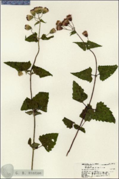 URN_catalog_HBHinton_herbarium_21743.jpg.jpg