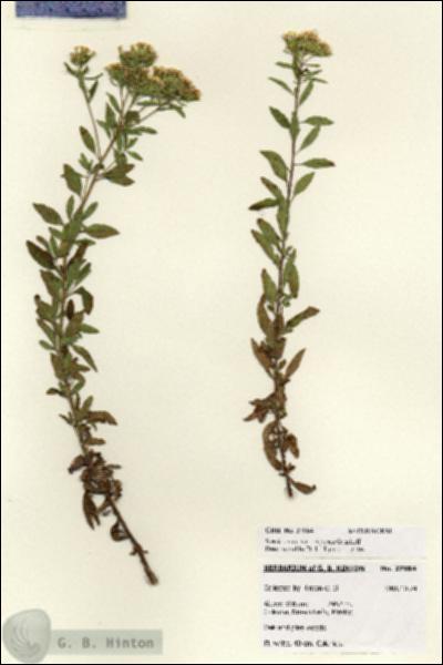 URN_catalog_HBHinton_herbarium_27984.jpg.jpg