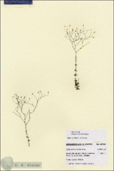 URN_catalog_HBHinton_herbarium_28708.jpg.jpg