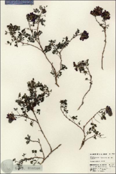 URN_catalog_HBHinton_herbarium_23941.jpg.jpg