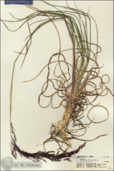 URN_catalog_HBHinton_herbarium_21337.jpg.jpg