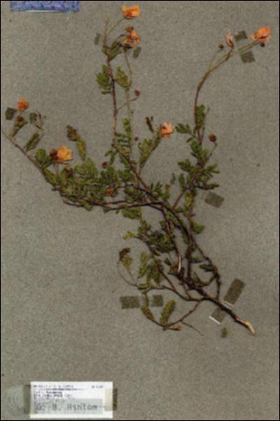 URN_catalog_HBHinton_herbarium_17937.jpg.jpg