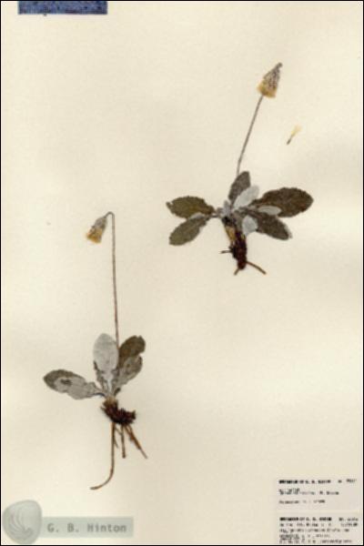 URN_catalog_HBHinton_herbarium_23842.jpg.jpg