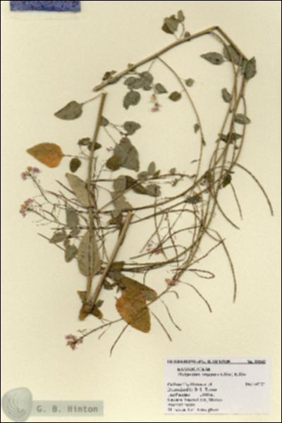 URN_catalog_HBHinton_herbarium_18542.jpg.jpg