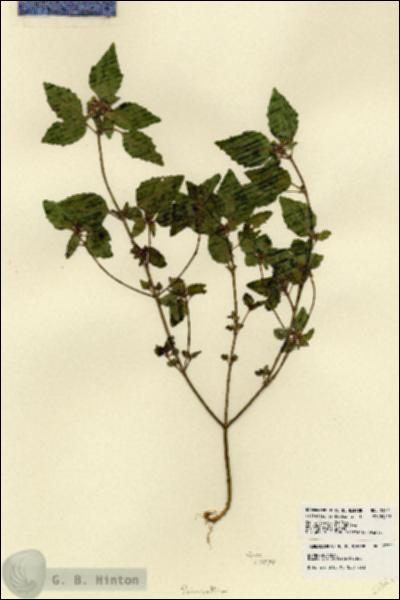 URN_catalog_HBHinton_herbarium_23521.jpg.jpg