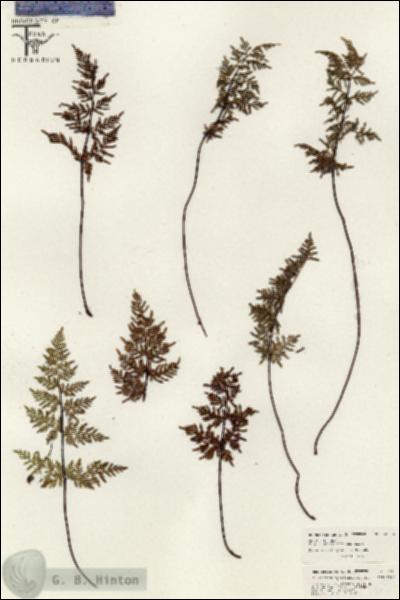 URN_catalog_HBHinton_herbarium_26356.jpg.jpg