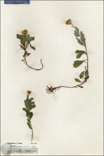 URN_catalog_HBHinton_herbarium_19993.jpg.jpg