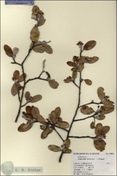 URN_catalog_HBHinton_herbarium_19063.jpg.jpg