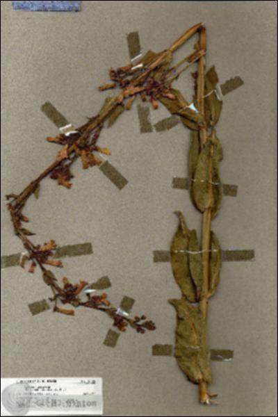 URN_catalog_HBHinton_herbarium_18424.jpg.jpg