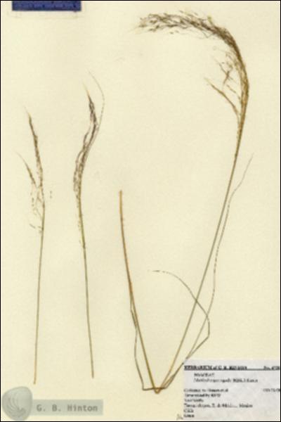 URN_catalog_HBHinton_herbarium_4720.jpg.jpg