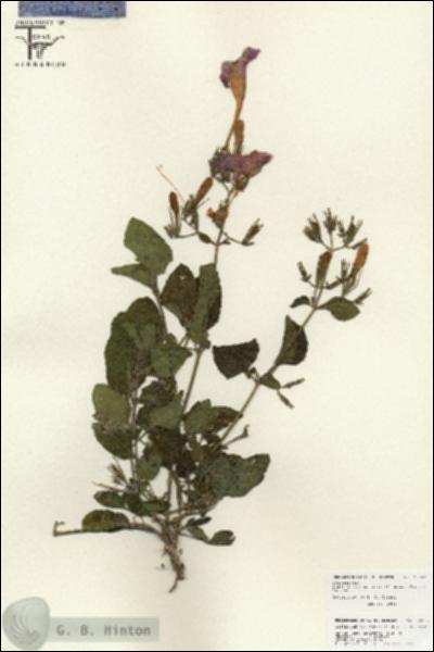 URN_catalog_HBHinton_herbarium_25868.jpg.jpg