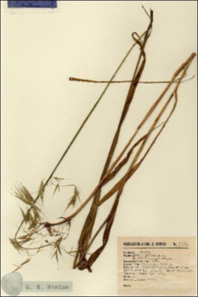 URN_catalog_HBHinton_herbarium_2459.jpg.jpg