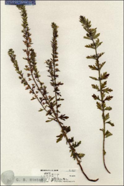 URN_catalog_HBHinton_herbarium_20323.jpg.jpg