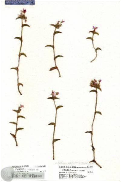 URN_catalog_HBHinton_herbarium_21124.jpg.jpg